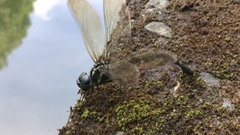 Polycanthagyna melanictera