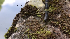 Polycanthagyna melanictera