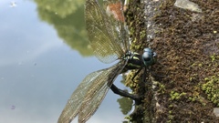 Polycanthagyna melanictera