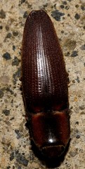Conoderus basalis