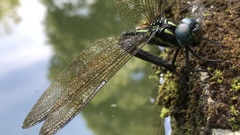 Polycanthagyna melanictera