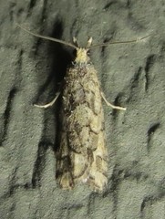 Epinotia subviridis