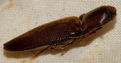 Conoderus basalis