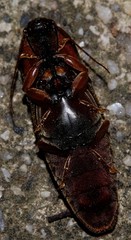 Conoderus basalis