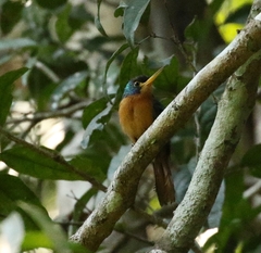 Galbula cyanicollis