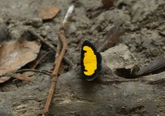 Xanthyris flaveolata