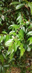 Syzygium zeylanicum