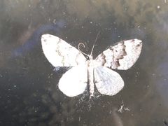 Antepirrhoe fasciata