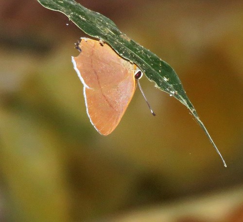 Euselasia euromus