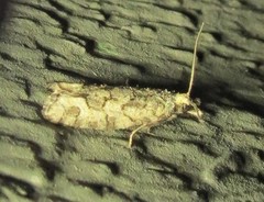 Epinotia subviridis