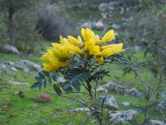 Sophora macrocarpa