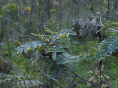 Sophora macrocarpa