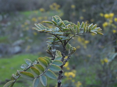 Sophora macrocarpa