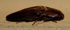 Conoderus basalis