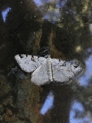 Macaria bitactata