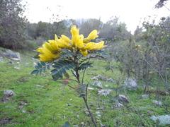 Sophora macrocarpa