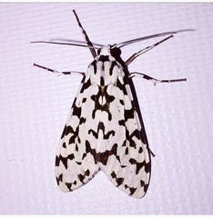 Eucereon tigrata