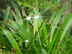 Hymenocallis speciosa