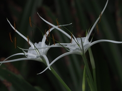 Hymenocallis speciosa
