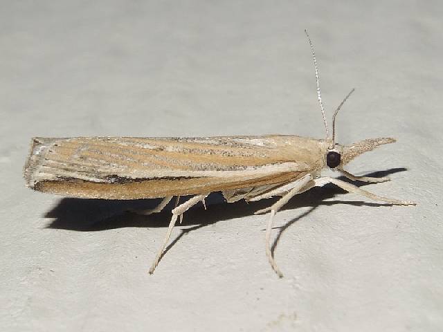 Florida Grass-veneer