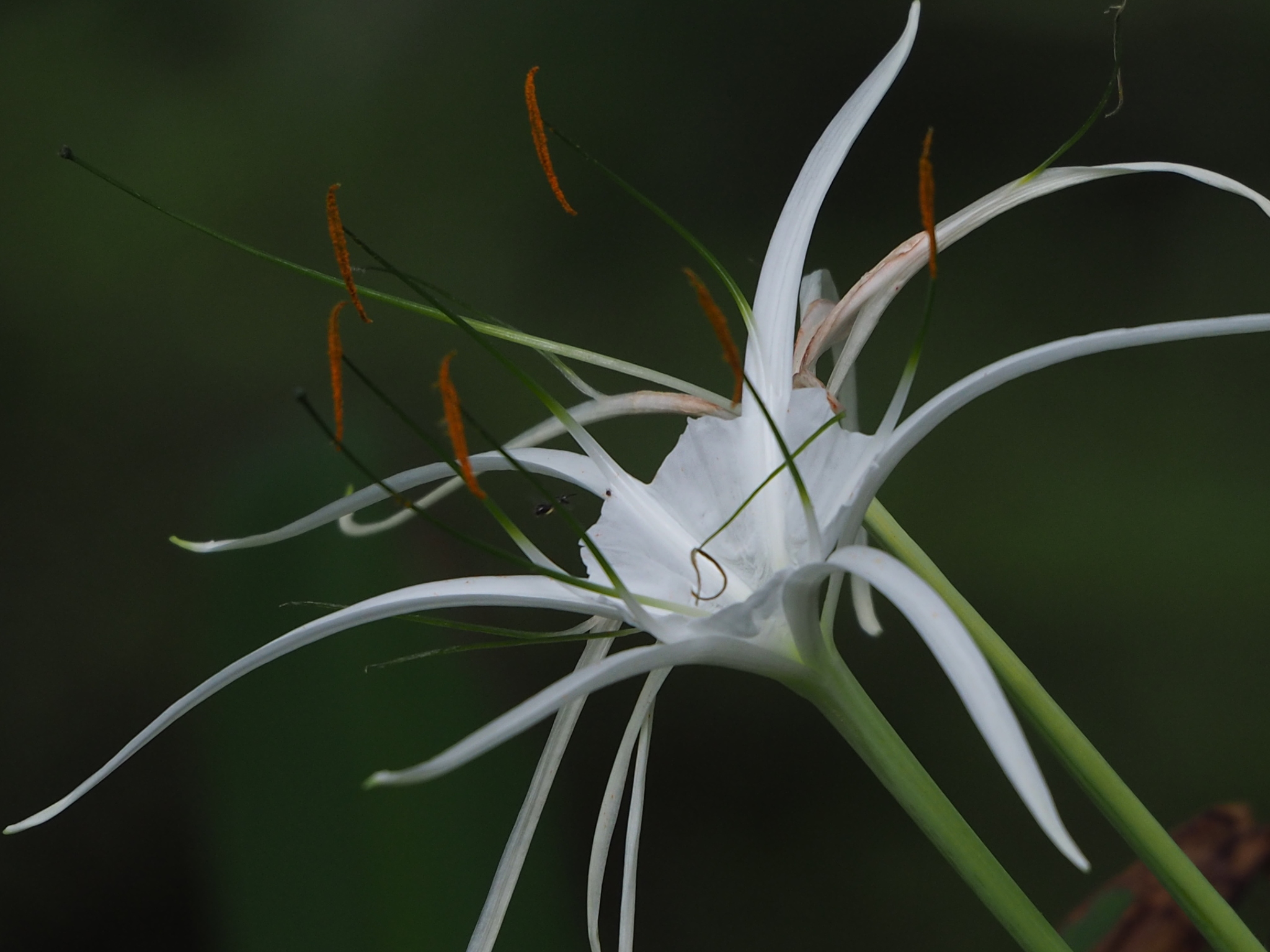 Hymenocallis speciosa