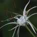 Hymenocallis speciosa - Photo no rights reserved, uploaded by 葉子