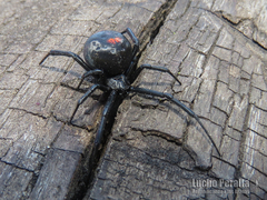 Latrodectus mirabilis