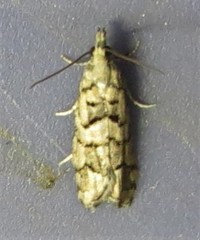 Epinotia subviridis