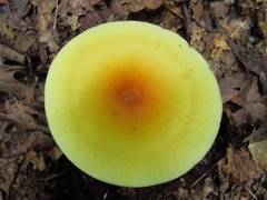 Amanita arkansana