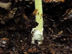 Amanita arkansana