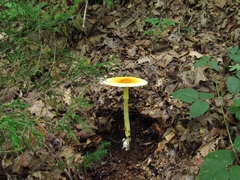 Amanita arkansana