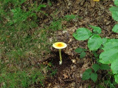 Amanita arkansana