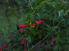 Tropaeolum tricolor
