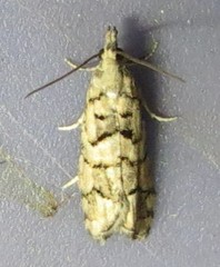 Epinotia subviridis