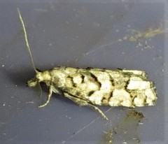 Epinotia subviridis