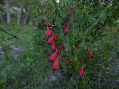 Tropaeolum tricolor