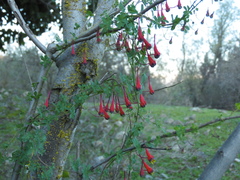 Tropaeolum tricolor