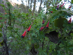 Tropaeolum tricolor
