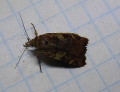 Cryptocala acadiensis