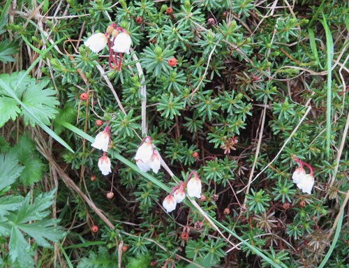 Phyllodoce nipponica iNat (1)