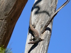 Varanus tristis