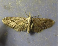 Eupithecia unicolor