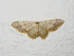 Idaea arhostiodes