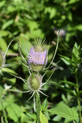 Dipsacus fullonum
