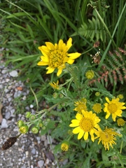 Senecio squalidus