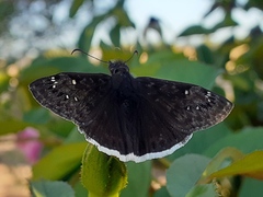 Erynnis tristis