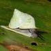 Leptopoma undatum - Photo (c) Albert Kang, algunos derechos reservados (CC BY-NC), subido por Albert Kang