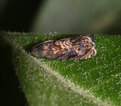Grapholita prunivora