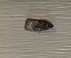 Gymnandrosoma punctidiscanum