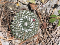 Mammillaria chionocephala